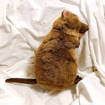 Amazon.co.jp: タグ付き シュタイフ ぬいぐるみ クオッカ